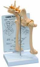 (kee) KRUUSE Rehab Aatomical Model, Pelvis Average size dog pelvis that features both ormal ad osteoarthritic boe, body of ilium, greater