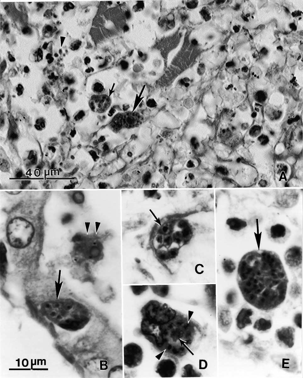 54 J.P. Dubey et al. / Veterinary Parasitology 116 (2003) 51 59 Fig. 2. Protozoal-associated dermatitis in the dog (H&E stain). (A) Necrosis and groups of protozoa.