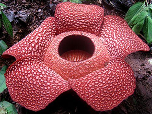 This? Rafflesia Plant This? Rafflesia Plant This is the flower of a Rafflesia plant.