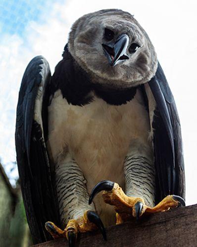 This? Iron Grip This? Iron Grip The harpy eagle is one of the world s largest birds of prey. With claws as long as a grizzly bear s, this eagle hunts sloths, monke ys and othe r mammals.