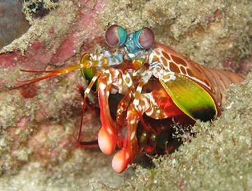 This? Packs a Punch This? Packs a Punch In order to eat, predators must first strike, bite, or poison their prey. And no other animal strikes faste r than the mantis shrimp.