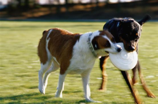 Humane Society of Missouri 1201 Macklind Ave, St Louis, MO, 63110 Phone: 314-647-8800 Website: http://www.hsmo.org Dog Behavior and Training - Play and Exercise Why are play and exercise important?