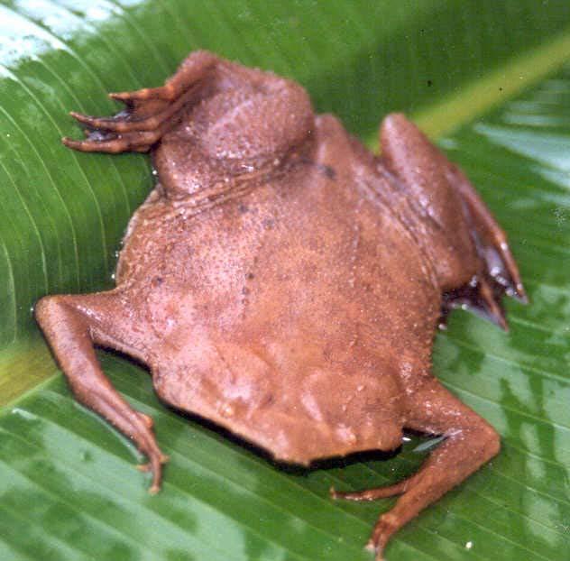Pipidae Tongueless Frogs Dorsoventrally