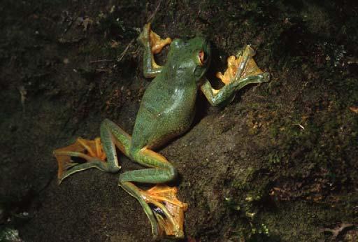 Asian Tree Frogs