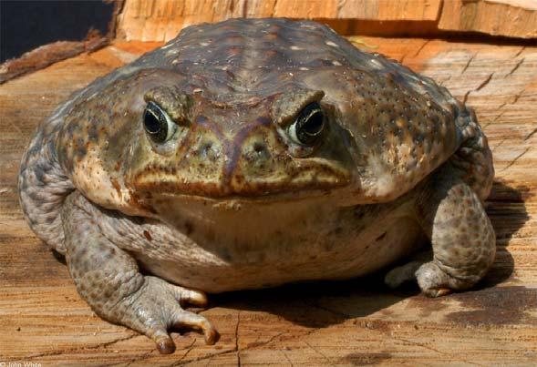 True Toads HUGE
