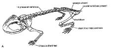 Triadobatrachus: First Lissamphibian, 245mya Frog