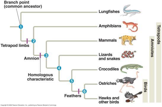 Early Split of Amphibians from All other Tetrapods Reptilomorphs Anthracosaurs and all other tetrapods Batrachomorphs