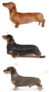 Recessive coats Dachshunds in the UK normally have 2 copies of their own coat type gene (Wirehaired = WW, Smooth-haired = SS or Longhaired = LL) because the KC does not allow cross-coat matings.