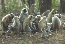 Non-fiction: Monkey Business Monkey Business Going Bananas A group of monkeys runs wild in India's capital. Monkeys are making mischief in New Delhi. That is the capital of India, a country in Asia.