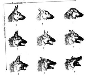 Recognizing Canine Body Language: Ears/Head What can we do to prevent being bitten? Don t surprise a dog. When approaching an area where a dog may be, make some noise.