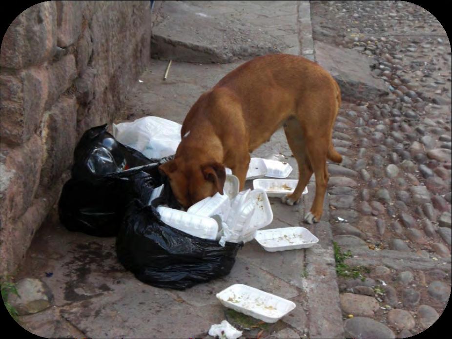 How to prevent Rabies? 4 Keep a lid on rubbish.