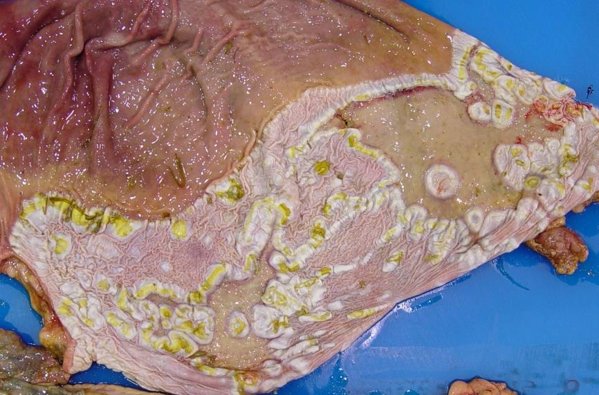 In calves, gastric ulcers may perforate (top left) and