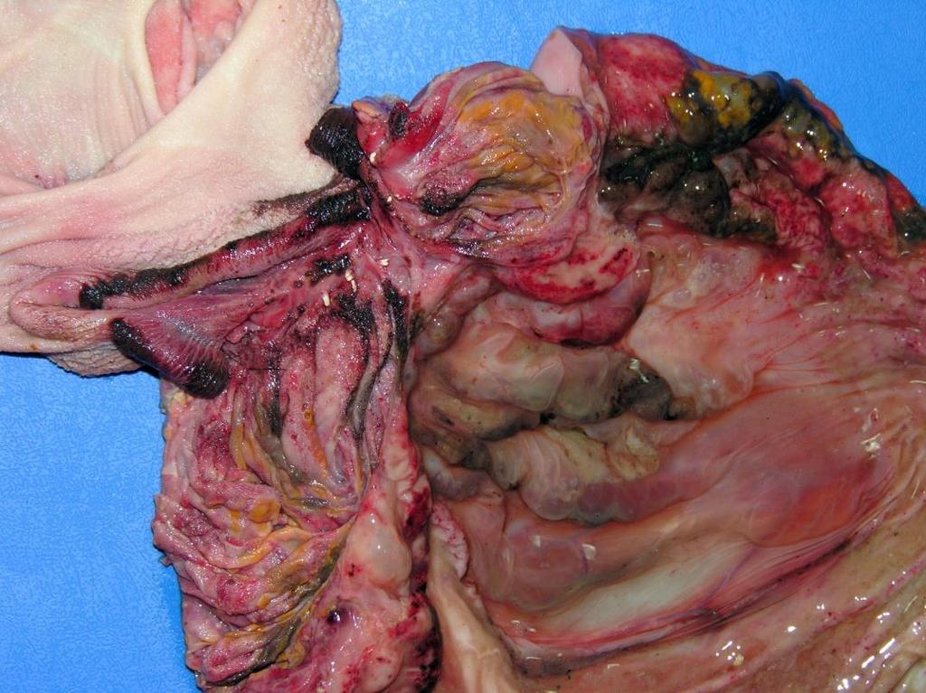 Acute, hemorrhagic abomasitis, lamb (right top), with