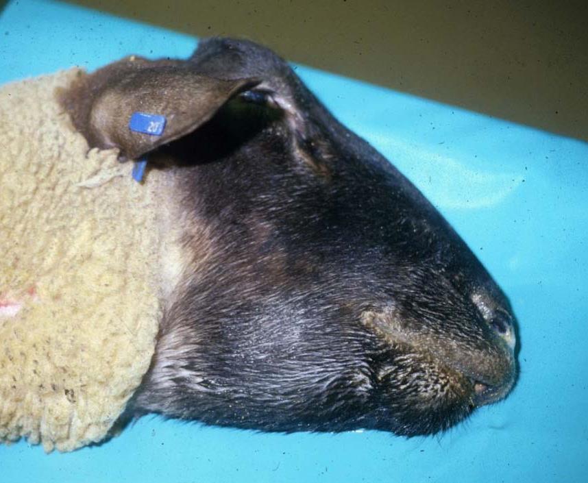 submandibular area ( bottle jaw ), sheep.