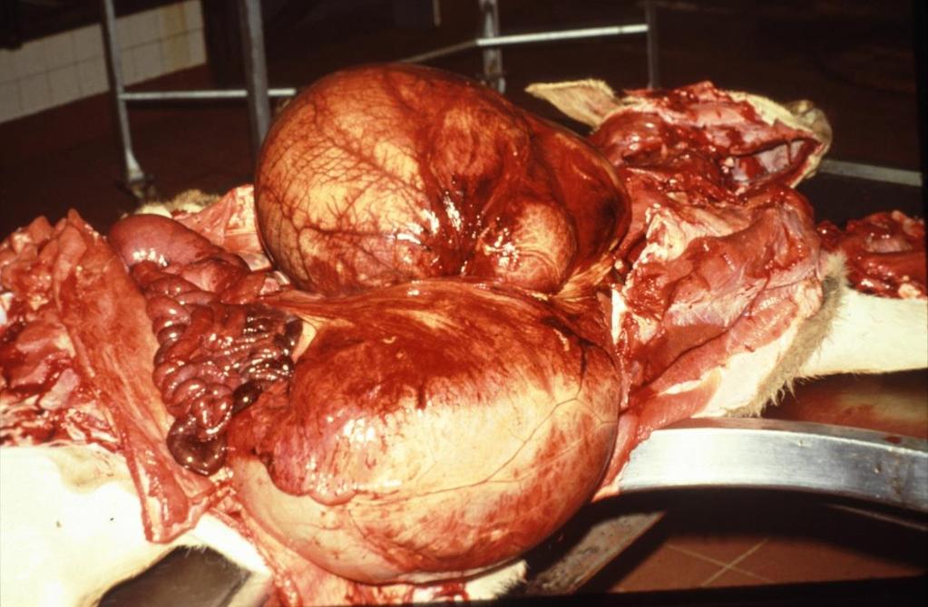 Abomasal volvulus and dilation, calf.