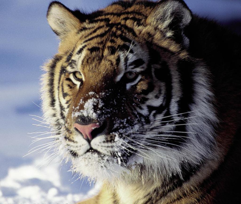 Siberian tigers live in a much