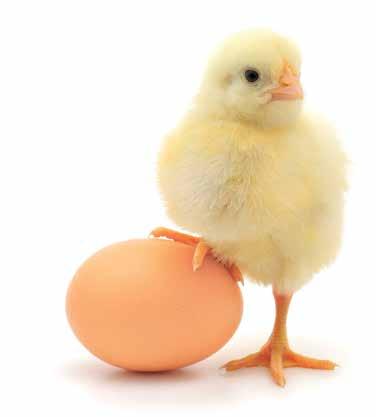Rearing The feeding and management of pullets during the growing period have major effects on egg production and egg weights during the laying period.