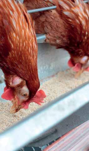 Laying Epol layer feeds have been developed to maintain constant nutrient intake and maximise the efficiency of the hens for egg production. As flocks age, their nutrient requirements change.