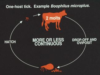 1.2. Life cycle of Ticks 1.2.1. Life cycle of hard ticks (Ixodidae) Hard ticks use a variety of strategies to optimize their chance of contact with an appropriate host thereby ensuring survival.