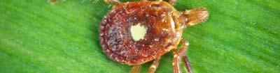 Lone Star tick is the most important nuisance species in NC.