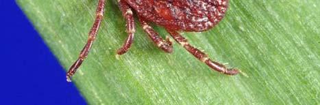 ticks (5 genera) Family Ixodidae hard ticks (7 genera)