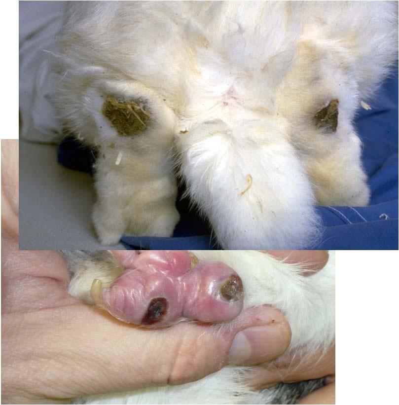 Ulcerative pododermatitis Sore hocks Signs: Lesions or abscesses on plantar surface of foot Rabbits and guinea pigs Cause: Husbandry
