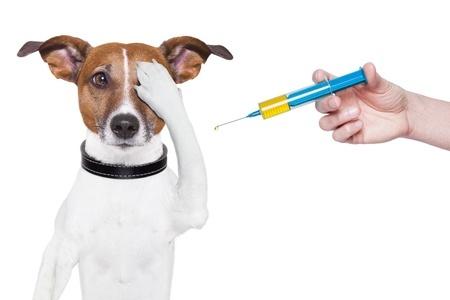 The Annual Rabies Clinic will be held on Saturday, January 13th from 9am to 11am at Town Hall!