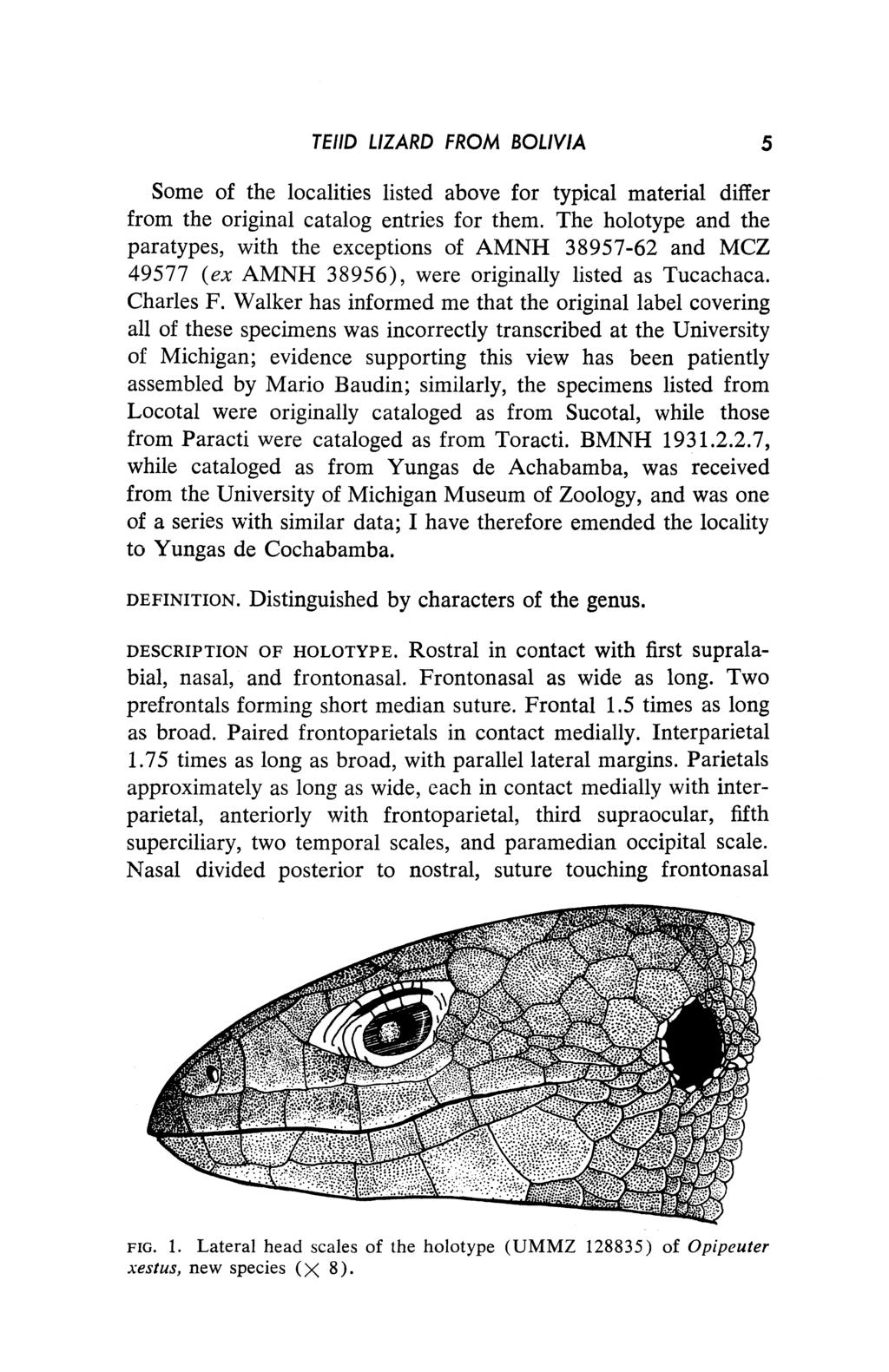 TEIID LIZARD FROM BOLIVIA 5 Some of the localities listed above for typical material differ from the original catalog entries for them.