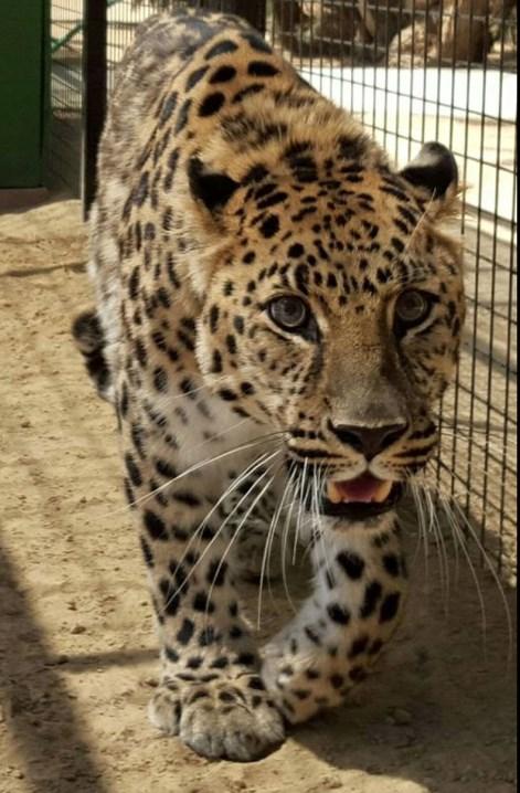 From there, we ve had Amur leopards brought in from France, Canada, Russia and other parts of the world for our program.