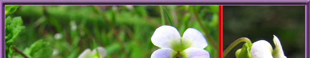 Wieczorek/Numazawa Viola diffusa ( ツクシスミレ ) (K)