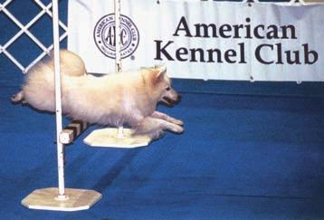 Enrolled in the PAL (Purebred Alternative Listing)/ ILP program. A program for purebred dogs that cannot be fully registered with the AKC to participate in AKC events.