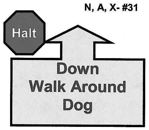 31. HALT Down Walk Around Dog Handler halts and dog sits.