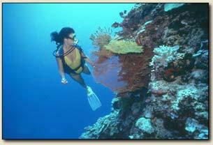 Anthozoa: Corals Cnidarian