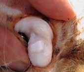 It is possible to check the animal s eye membranes and gums to see if it is anaemic.