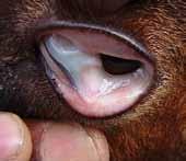 In goats and sheep especially, anaemia is often caused by a certain type of roundworm called wireworm.