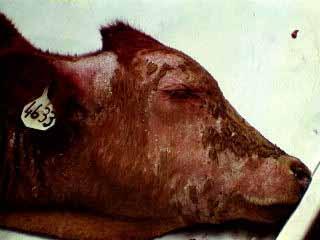 Information About Specific Sicknesses/Diseases Disease Symptoms Prevention Treatment Sweating sickness (Imfudumalo) Figure 21: An animal with sweating sickness showing moist area around ears and on