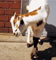 Information About Specific Sicknesses/Diseases Sickness/diseases mainly affecting cattle and goats Disease Symptoms Prevention Treatment Heartwater (Umqhaqhazelo emazinyaneni) The Live Animal The