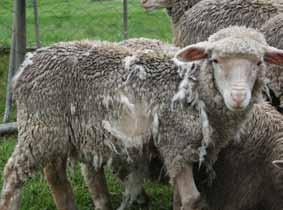Information About Specific Sicknesses/Diseases Disease Symptoms Prevention Treatment Sheep-scab This is a highly contagious disease of sheep caused by a small mite (Psoroptes ovis) that lives on the