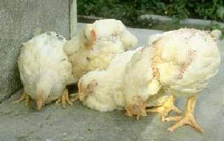 Information About Specific Sicknesses/Diseases Sickness/diseases affecting poultry Disease Symptoms Prevention Treatment Newcastle Disease (Uvolomisa) Figure 30: Signs of Newcastle Disease xiv.