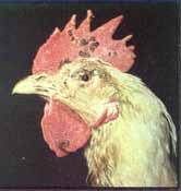 Information About Specific Sicknesses/Diseases Disease Symptoms Prevention Treatment Fowl pox (Upokisi) Sores occur on the wattles, comb and skin of the face.