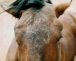 Information About Specific Sicknesses/Diseases Sickness/diseases affecting horses Disease Symptoms Prevention Treatment African Horse Sickness This is a viral disease transmitted by midges (small