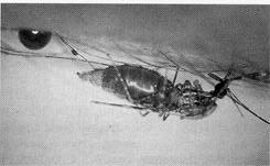 Figure 1. Anopheles mosquito, vector of malaria Figure 2.