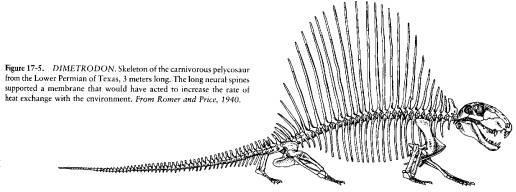Dimetrodon Ophiacodon, a pelycosaur with no fin Order Therapsida 1.