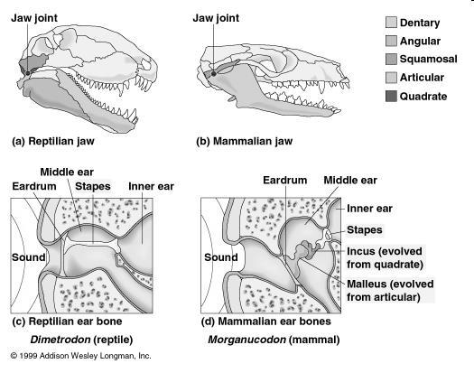 Reptiles and primitive synapsids have an articular-quadrate jaw articulation. B.