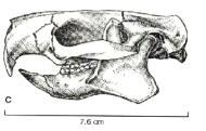 Tritylodont therapsid: (Triassic-Jurassic) Tribosphenic Teeth (Fig.