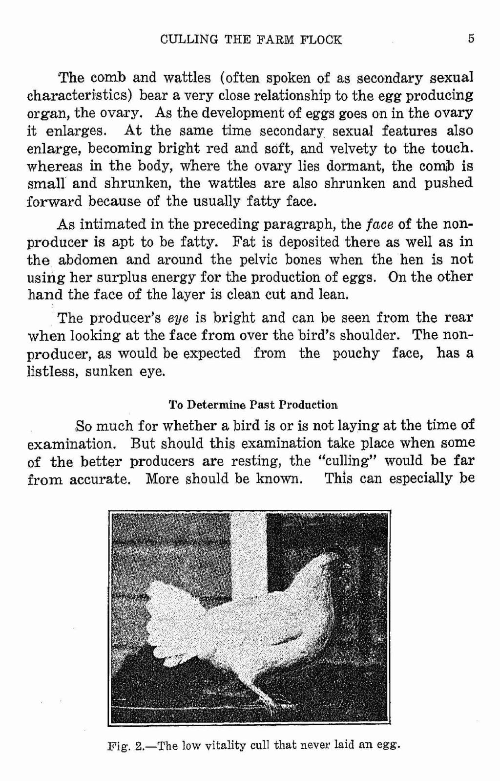 CULLING THE FARM FLOCK 5 The comb and wattles (often spoken of as secondary sexual characteristics) bear a very close relationship to the egg producing organ, the ovary.