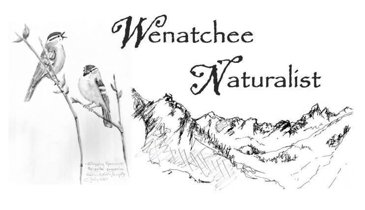 LEARN 10 Birds of the Wenatchee Watershed text by Susan Ballinger using sources: The Sibley Field Guide to Birds National Geographic Field Guide to Birds The Birder s Handbook: A Field Guide to the