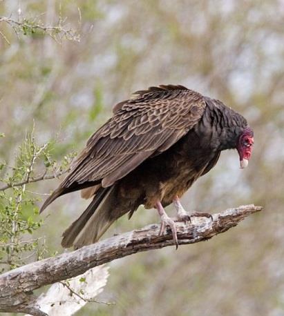 Turkey vulture Cathartes aura New world vultures (Family Cathartidae) All carrion eaters. Adaptions to this food source include a small, unfeathered head and a hooked bill.
