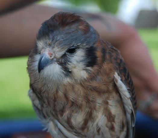 Falco sparverius American Kestrel Family Falconidae: powerful hunters distinguished from
