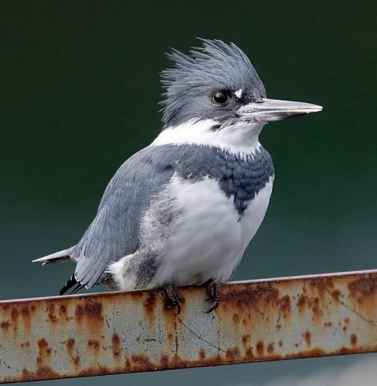Belted kingfisher Ceryle alcyon Kingfisher-family Alcedinidae Fish-eating birds found on sheltered waters.